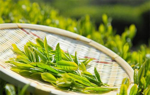 茶葉過期了還能喝嗎1